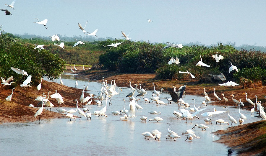 Du lịch sinh thái Vườn quốc gia Xuân Thủy Hệ sinh thái độc đáo Du lịch sinh thái Vườn quốc gia Xuân Thủy Hệ sinh thái độc đáo
